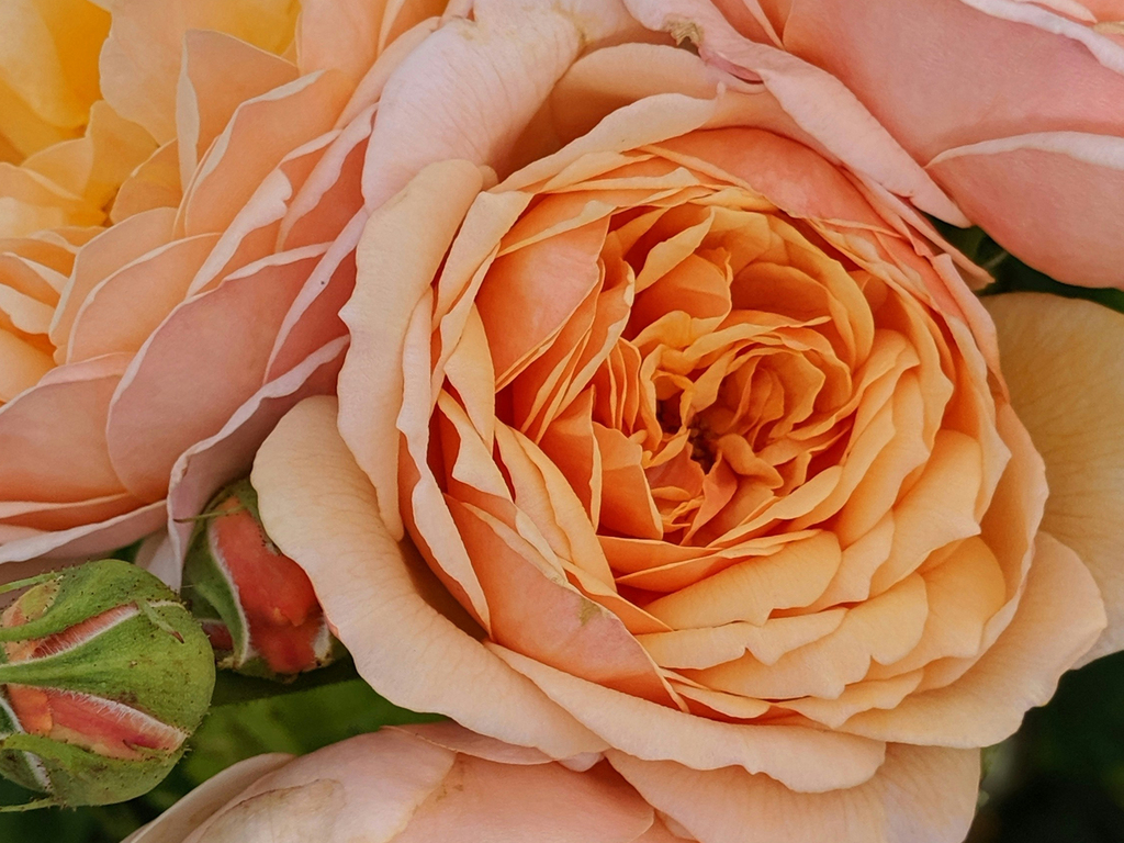 Glorious Gardens of England and Chelsea Flower Show